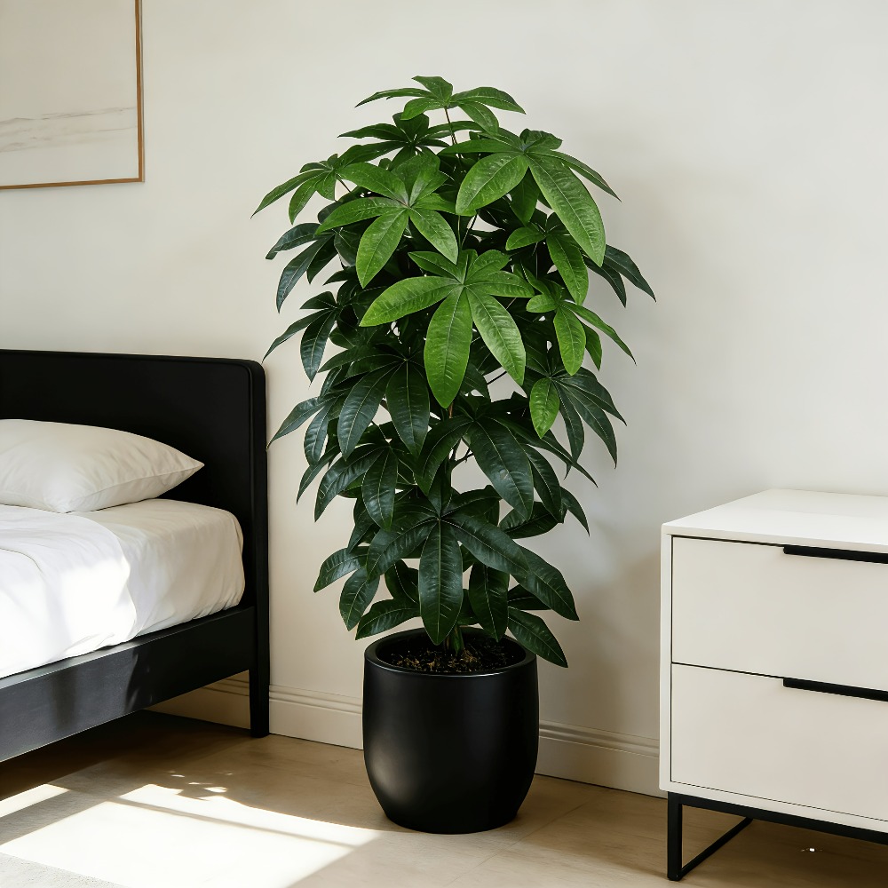 Snake Plant - Un arbre à monnaie artificiel Pachira