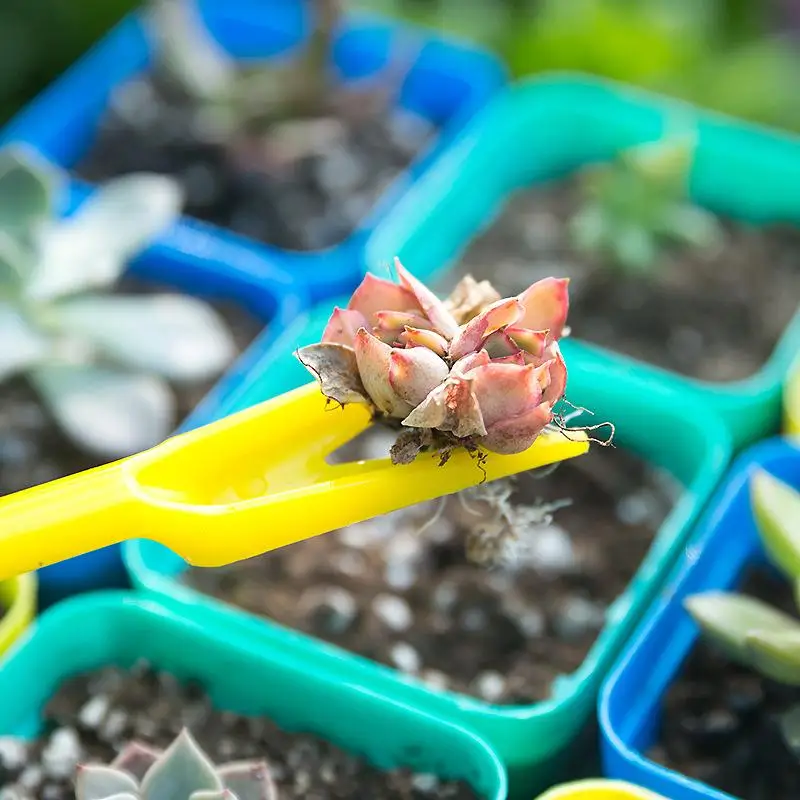 1/10 pièces semis plantes succ - Succulent Set avis et prix
