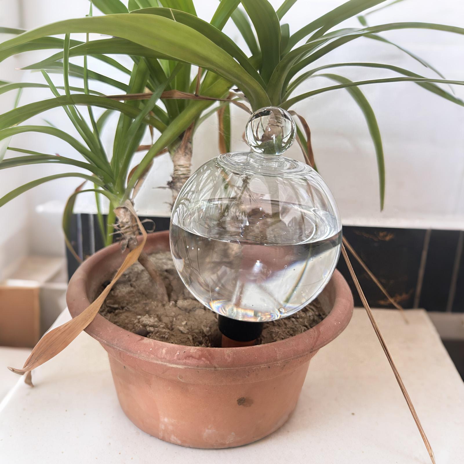 Bulbes d'arrosage automatiques - Pothos avis et prix