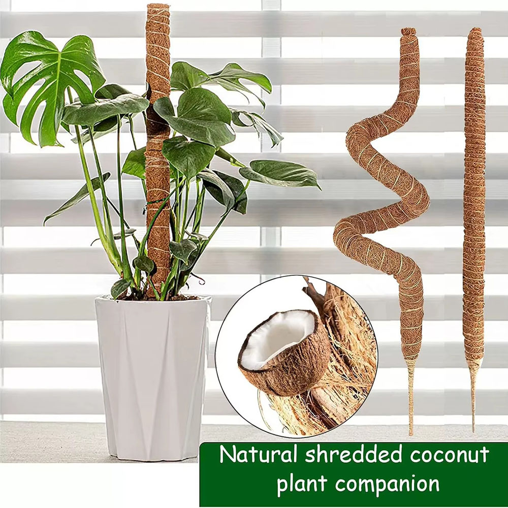 Bâton de support pour plantes  - Pothos avis et prix