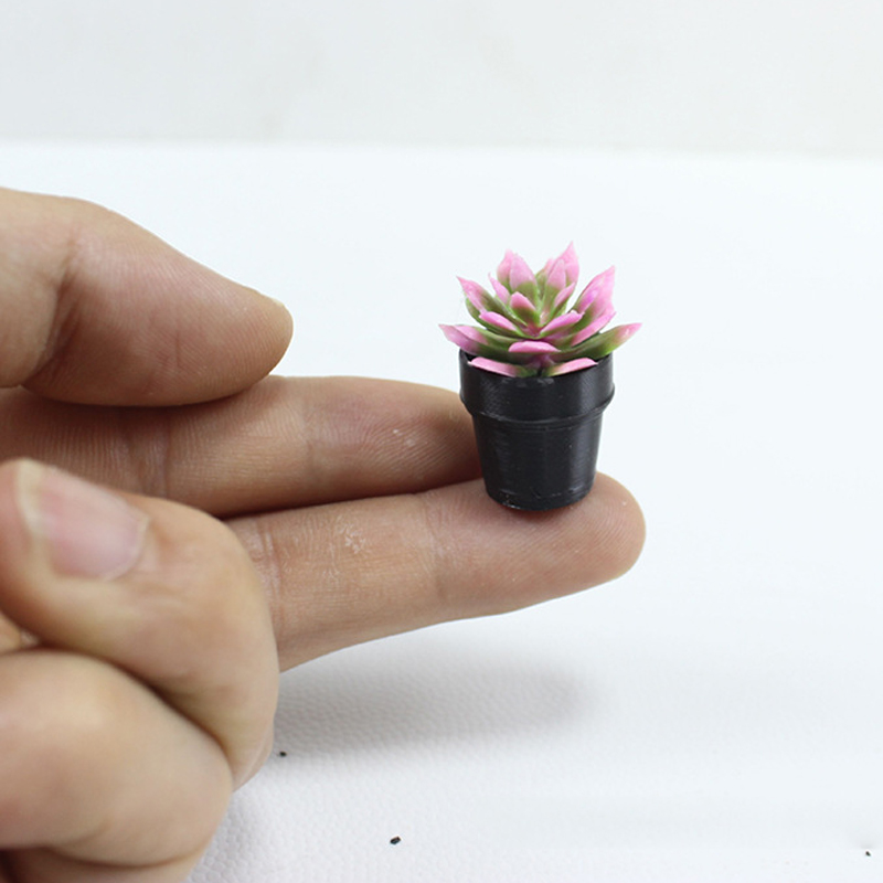 8 plantes en pot miniatures en - Succulent Set avis et prix